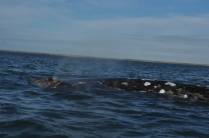 Mamãe baleia leva filhote para passear na Baía Magdalena, em Puerto López Mateos, na Baja California - México